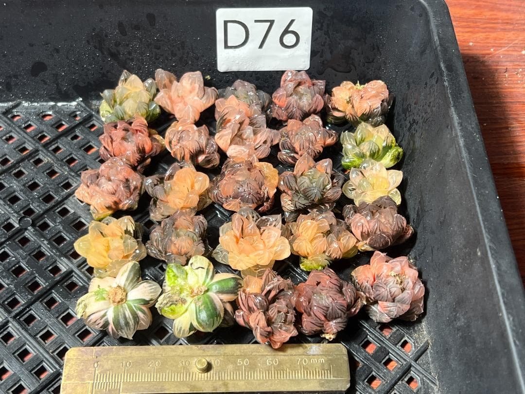 2.多肉植物 ハオルチア オブツーサ錦 水中月錦 糊斑 超美品 25株